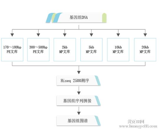 美国基因测序公司_全基因组测序揭示肝癌相关基因突变_全基因组测序揭示肝癌相关基因突变