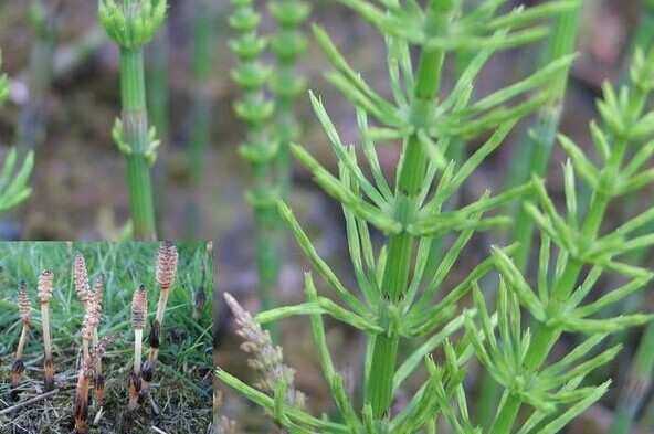 问荆(西安岩昊生物科技有限公司)