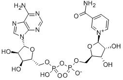 β-烟酰胺腺嘌呤二核苷酸