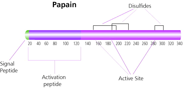 Papain Enzyme