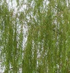 白柳皮提取物(水杨苷)