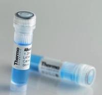 人巨细胞病毒UL49抗原 产品图片