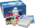免费代测小鼠PS试剂盒，北京小鼠磷脂酰丝氨酸(PS)ELISA试剂盒报价