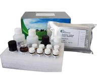 供应高品质犬γ氨基丁酸（GABA）ELISA试剂盒价格