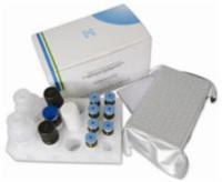 小鼠心肌营养素1(CT-1)ELISA Kit