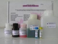 现货进口兔子基质金属蛋白酶9(MMP-9)ELISA Kit价格
