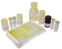 小鼠主要组织相容性复合体Ⅱ类(MHC-Ⅱ/H-2ⅡELISA试剂盒说明书