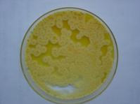接种测试微生物琼脂培养基 产品图片