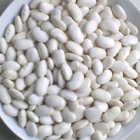 白芸豆提取物 10:1 白芸豆粉 浓缩粉 菜豆素 现货供应