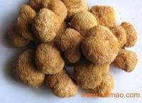 猴头菇粉 食品原料 斯诺特现货供应