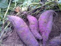 紫薯粉 紫薯花青素现货