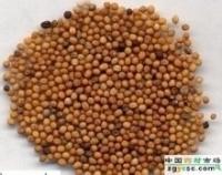 黄芥子提取物粉