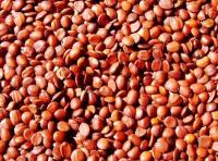 酸枣仁提取物粉 粉 