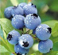 蓝莓提取物紫色粉末
