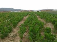 葛根提取物异黄酮葛根素