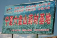 杏鲍菇提取物东哥阿里提取物