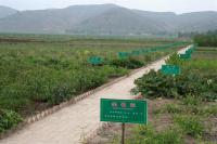 岩藻黄质 （Fucoxanthin）